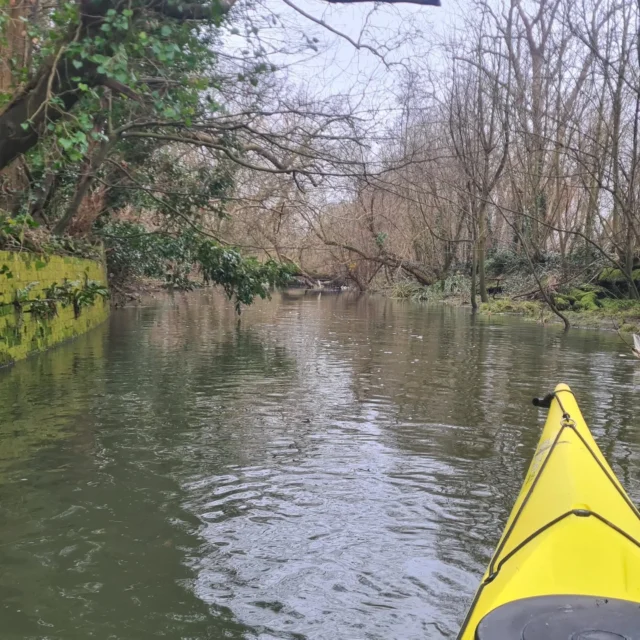 We had a little explore beyond the collapsed towpath at Kew yesterday. And successfully made it past the Heron gatekeeper at Richmond. 

#kayaking #kayakingadventures #kayaklondon #thames #kew #richmond