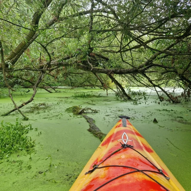 Something a little different today...

#kayaking #kayakthames #KayakLife #Windsor #Windsorcastle #CastleViews #friends #paddleuk #gopaddling #SwanSpotting #RiverBirds #GreenEscape #SlowTravel