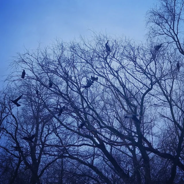 Cormorant party

#kayakthames #nature #london #cormorants #floodtide