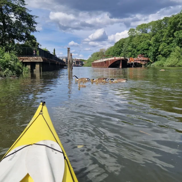Thanks to Sarah for a great paddle today. We raced eager goslings, watched pedestrians get cut off by the flood tide, and managed to kayak on the road. And all topped off by delicious banana cake courtesy of Eric.

#kayaking #kayakthames #Richmond #London #paddleuk