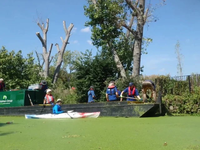 Some of our members travelled to Brentford basin to help the Canal River Trust & Brentford Community Boathouse clear floating pennywort from the Grand Union canal. 

Pennywort can damage ecosystems, destroy oxygen levels for fish and wildlife, and impede paddling. 
Thanks to everyone involved for their efforts! 

Thanks to Sarah, Catherine & Bel for the photos

#kayaking #grandunioncanal @canalrivertrust #gopaddling #volunteer
